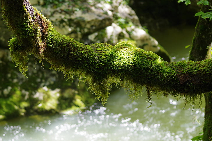 Природа, воды, макрос, лес, дерево, зеленый цвет, Мосс