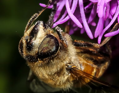 Pszczoła, owad, Natura, miód, zwierząt, latać, błąd