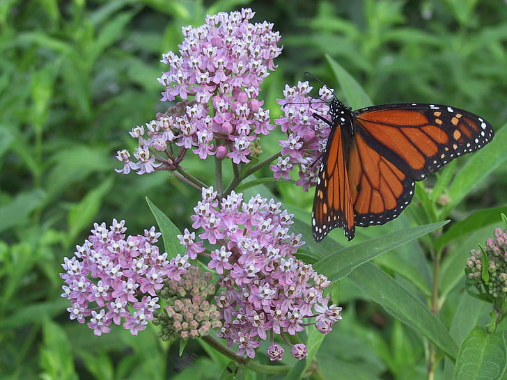 monarch, milkweed, orange, butterfly, nature, insect, summer