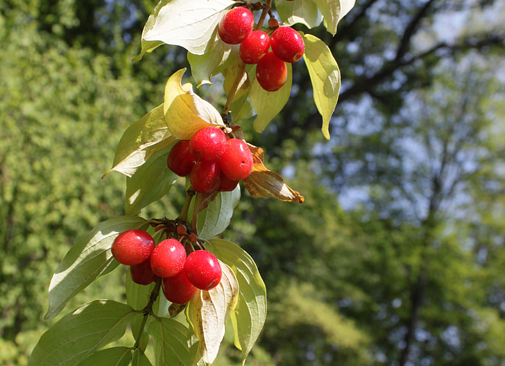 Berry, Cornel, Cornus, Dogwood, merah, buah