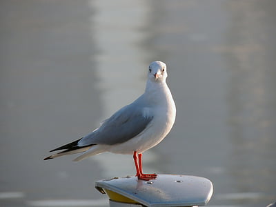 seagull, gull, birds, unity, wildlife, water, fly