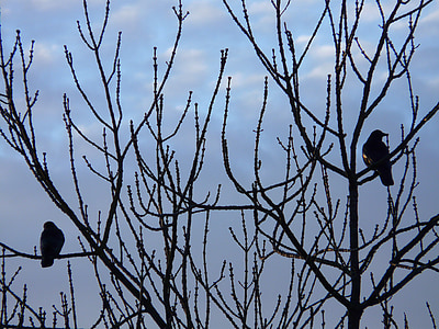 tree, birds, rest, branches, sky, evening, blackbird