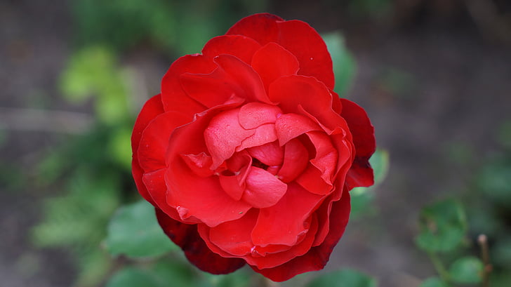 vermell, Rosa, flors, terme, sense, Flaix, natura
