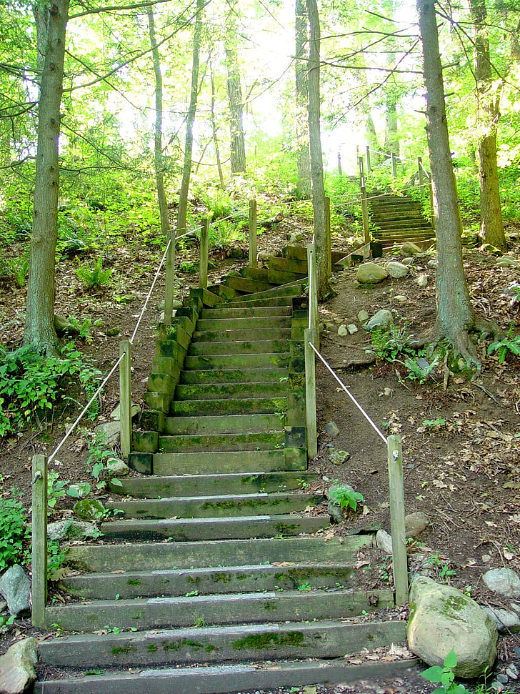 stairs, steps, wooden steps, path, forest, woods, trees