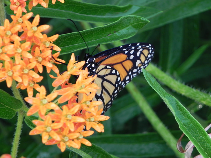 monarch butterfly, milkweed, garden, insect, orange, summer, nature