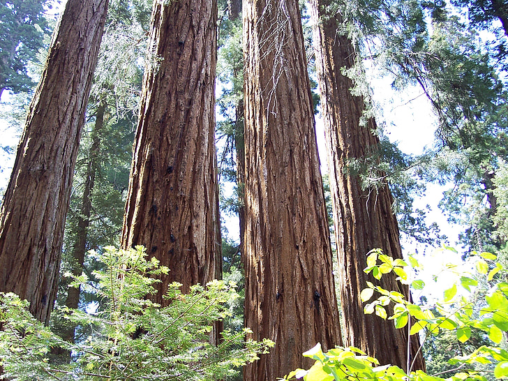 Sequoia, támogatások grove, mamut fák, fák, Redwoods