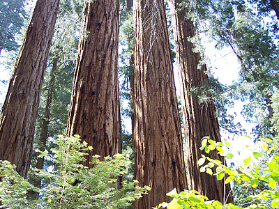 Sequoia, dotācijas birzs, mamuts koki, koki, Redvudas nacionālajā