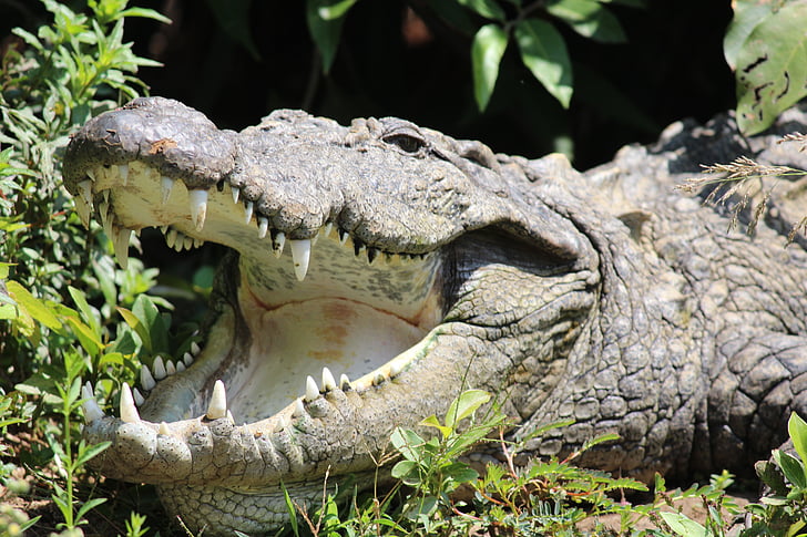 crocodilo, comer, vida selvagem, natureza