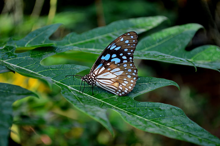 blaue Tiger Schmetterling, Schmetterling, Blume, Insekt, blaue tiger, Tirumala limniace, Natur
