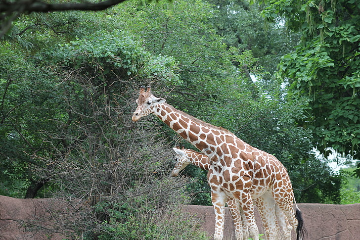 Zoo, Giraffe, Tier