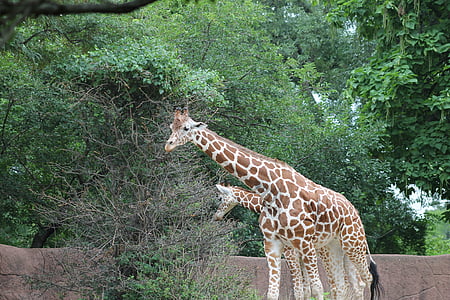 zoològic, girafa, animal