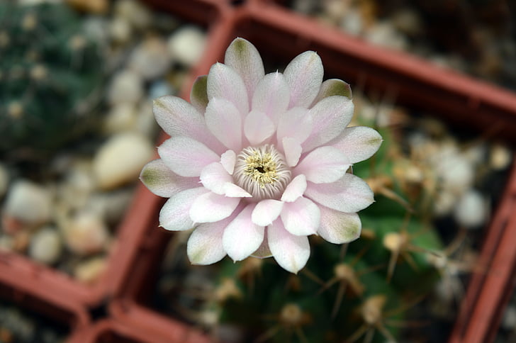 kvet kaktusu, GYMNOCALYCIUM, vnútorné zariadenia, kaktus, rastliny v kvetináčoch, kaktus kolekcia, kvety na parapete