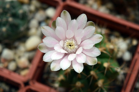 kwiat kaktusa, Gymnocalycium, pomieszczeniach zakładu, Kaktus, rośliny w doniczkach, Kolekcja kaktusów, kwiaty na parapecie