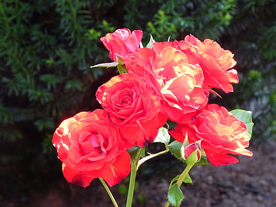 mawar merah, bunga, tanaman, musim panas, bunga, Blossom, Romance