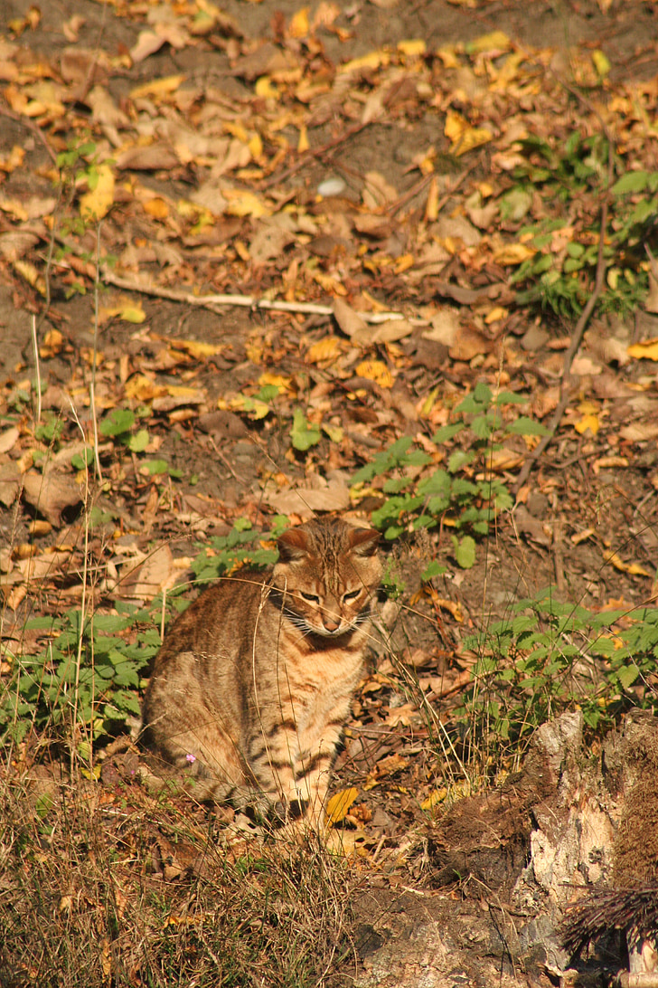 Katze, Camouflage, Herbst, Pelz, Tiere, Streifen, Hintergrund