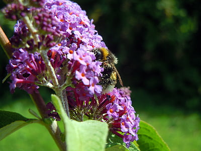 abelha, lilás, inseto, flores