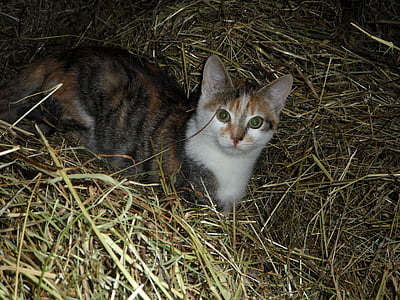 kucing, pertanian, Hay, anak kucing, tumpukan jerami, kucing domestik, hewan peliharaan
