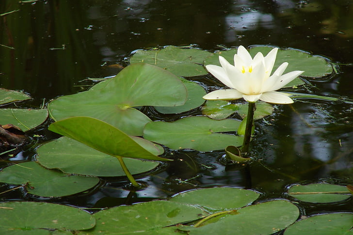 water lily flower, water, plant, leaves, green, nature, flower