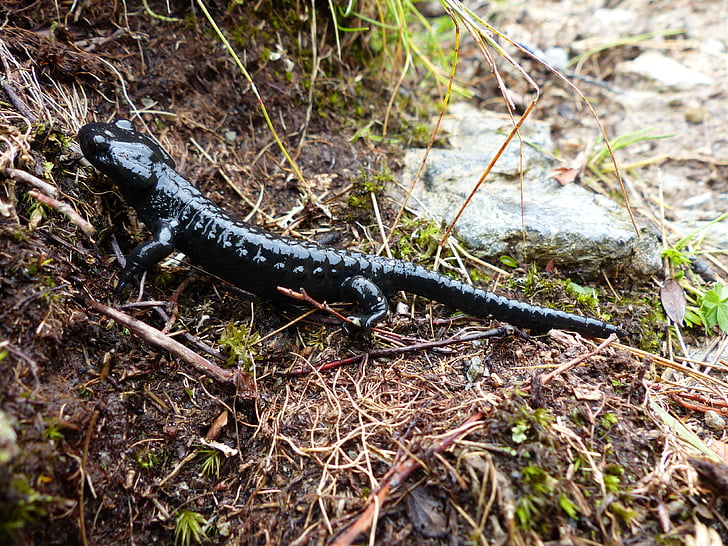 salamandra alpina, amfibis, salamandra, salamandra real, animal, amfibis, alpí