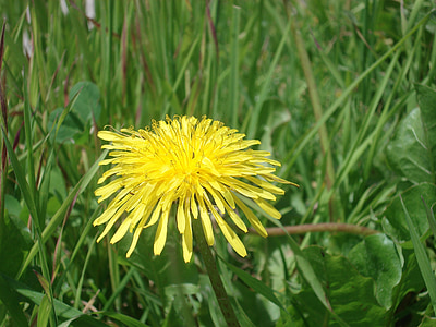 dandelion, yellow flower, flower, grass, medicinal plant, medicinal, meadow