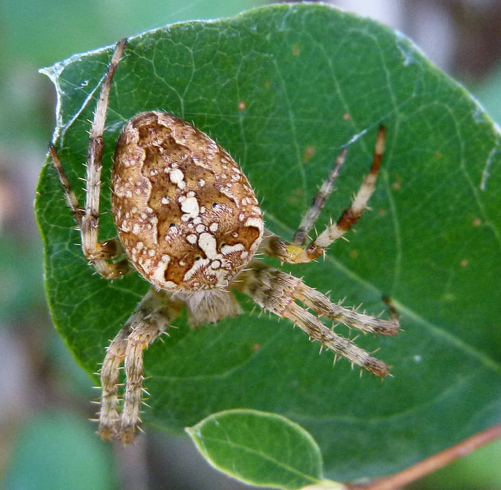 Araneus diadematus, Evropski križevec, DIADEM pajek, čez pajek, kronan obkrožiti weaver, pajek, Arachnid