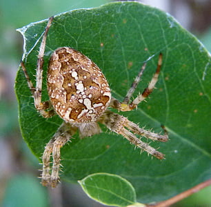 Araneus diadematus, Aranha de jardim Europeu, Aranha de Diadema, atravessar a aranha, coroado tecelão orb, Aranha, aracnídeo