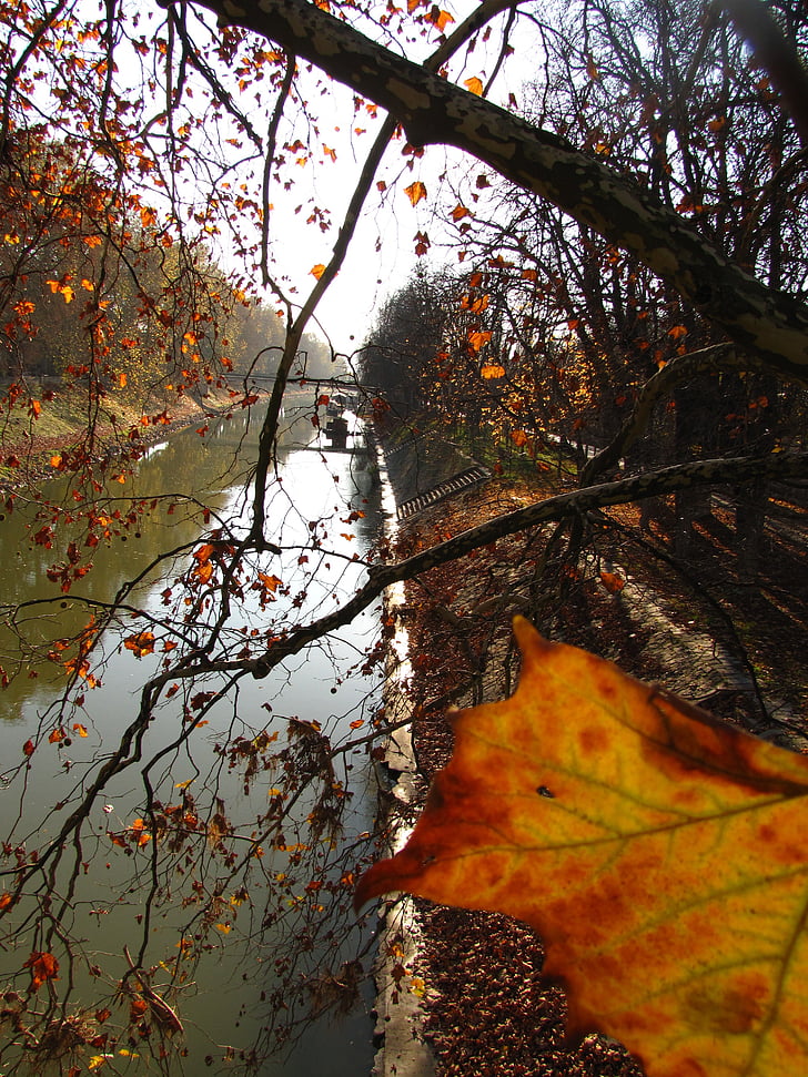 Fluss, Blätter, Herbst, Holz, Ast, Laub