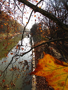 floden, blade, efterår, træ, gren, løv