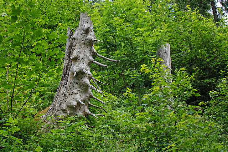 árbol viejo, a tope, árbol, tocón de árbol, roto, tronco de árbol, árbol muerto
