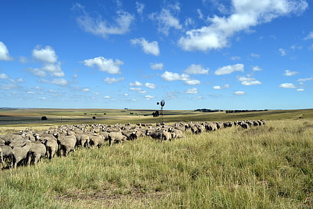 sheep, agricultural, farming, nature, animal, herd, grass
