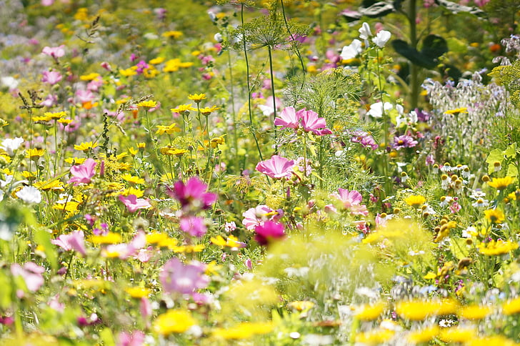 flower meadow, wild flowers, macro, summer, wildflowers, summer meadow, grass