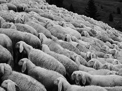 羊, 羊の群れ, 牧草地, 群れ, 動物, 草原, schäfchen