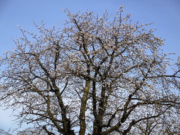 트리, 사과 나무, 꽃, 블 룸, 아름 다운, 봄, amriswil