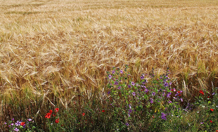 polia, pšenica, pšeničné polia, obilniny, EPI, poľnohospodárstvo, kultúr