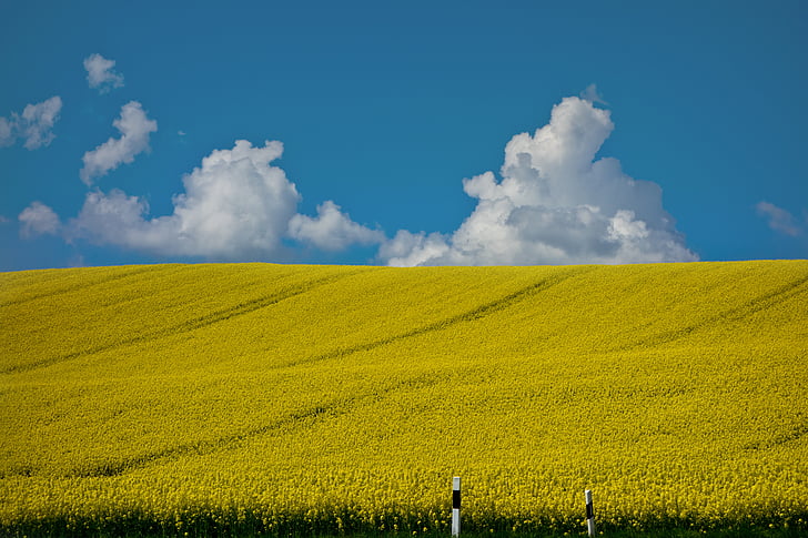 violación de semilla oleaginosa, campo de colza, amarillo, campo, paisaje, cielo, flor
