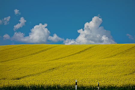 oilseed rape, field of rapeseeds, yellow, field, landscape, sky, blossom