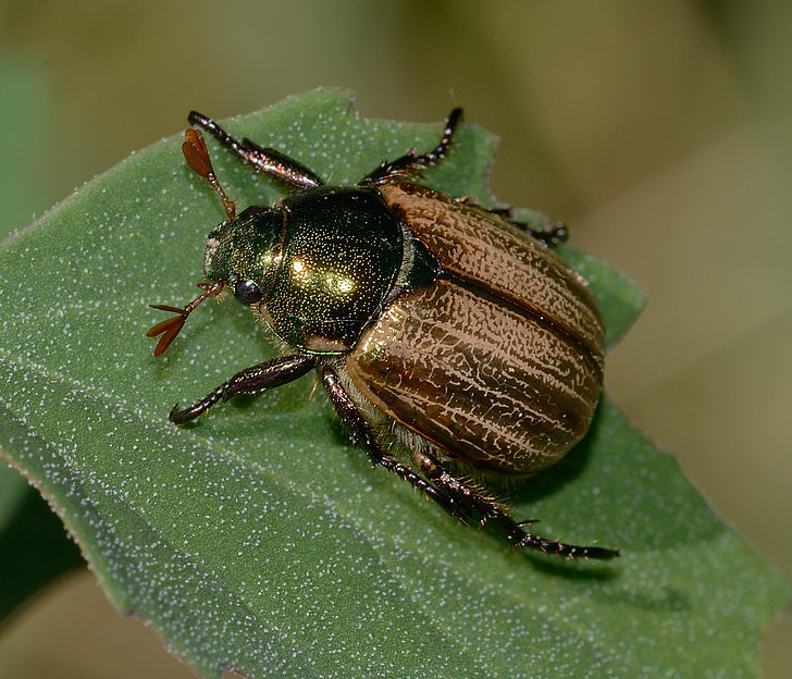 insects, beetles, mimela, junii, macro