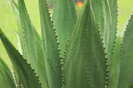 agave, outdoor, nature, plant, green, cactus, landscape