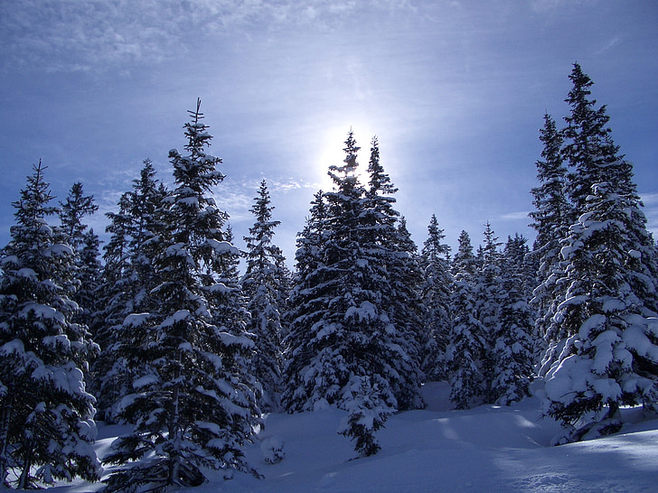 Zima, stabla, priroda, zimske šume, snijeg, raspoloženje, studen