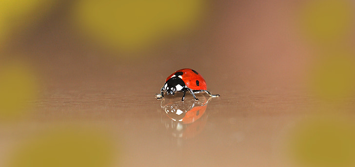 lieveheersbeestje, kleine, kever, punten, gelukkige charme, Tiny, rood