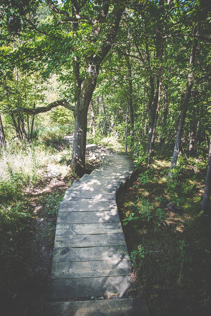 lasu, Natura, ścieżka, schody, kroki, drzewa, drzewo