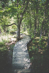 Les, Příroda, cesta, schodiště, kroky, stromy, strom
