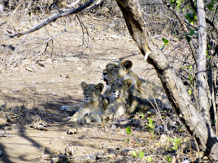 sư tử Ấn Độ, Panthera leo persica, sư tử cái, cubs, rừng GIR, Ấn Độ, sư tử Châu á