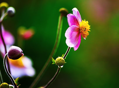 Bloom, virágzó, Blossom, közeli kép:, Flóra, Bimbó, virágok