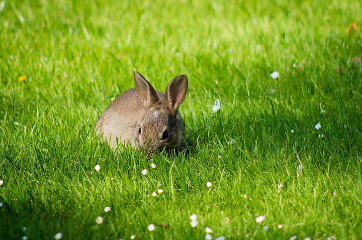 tavşan, çimen, çayır, doğa, kürk, hayvan, şirin