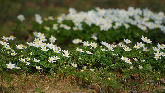 Anemones, kukat, Valkovuokko, kevään, Monet, useita
