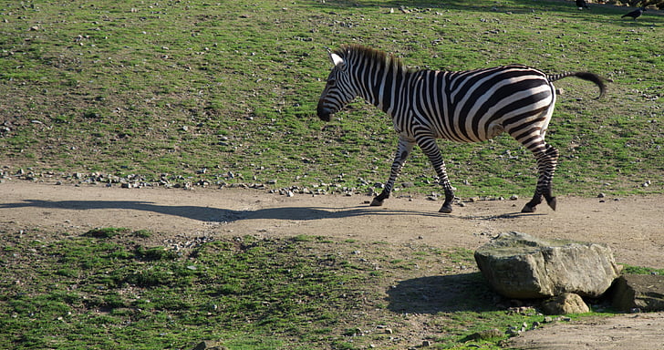 Thiên nhiên, động vật, sở thú, ngựa vằn, màu đen và trắng, zebra crossing, động vật