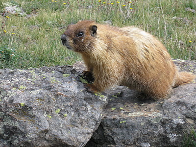 marmot, animal, wildlife, nature, rodent, mammal, outdoors