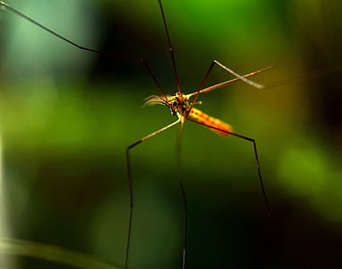 Mosquito, insect, natuur, Sting, sluiten, muggen, Lauer positie
