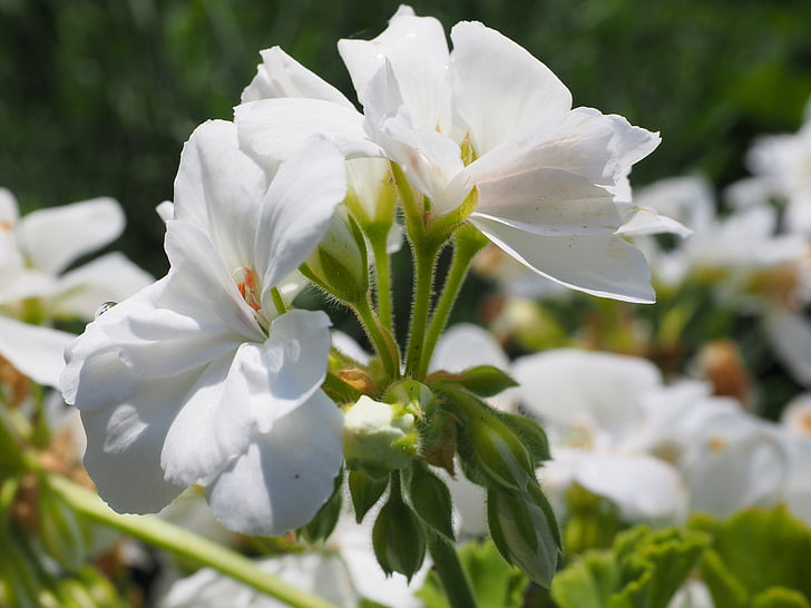 Geranio, flor, floración, Blanco, plantas de balcón, planta ornamental